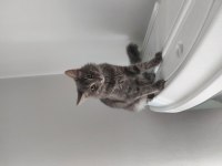 Evcilleşmiş sokak kedisi