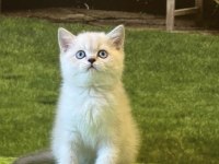 Brıtısh Shorthair Safkan Yavrularım
