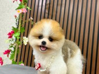 3 aylık partycolor erkek pomeranian yavrumuz