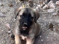 Kangal yavrularımız mevcut