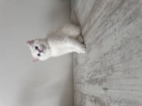 Safkan british shorthair