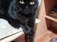 British shorthair asıl