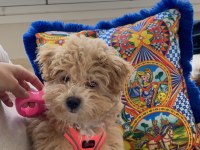 ANKARA ÇİPLİ AŞILI KALİTELİ MALTİPOO YAVRU