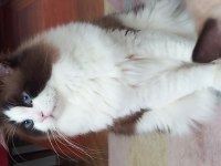 TR EN YAKIŞIKLISI RAGDOLL