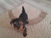 Yorkshire terrier