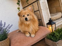 Pomeranian Dişi 10 Aylık