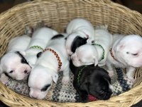 Standart renk dişi ve erkek fransız bulldog yavruları