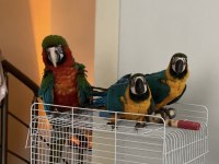 Mavi Macaw Papağanı Eğitime Açık