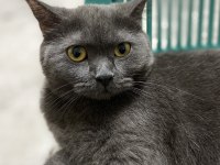 British shorthair kedimiz gümüş