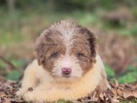 Trde nadir irklardan mini ausieedoodle yavrumuz