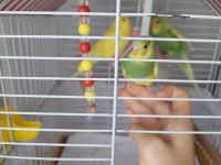 Yavru muhabbet kuşları ele alışkın