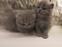 Blue British Longhair