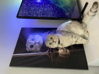Erkek Scottish Fold Kedisi