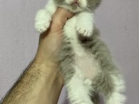 Bi color bebeklerimiz