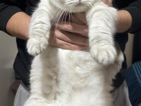 Dişi British Shorthair
