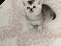 2 aydan küçük british shorthair yavrular