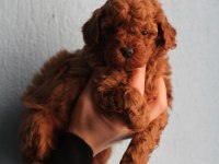 Toy Poodle Yavrular