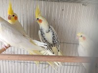 55 60 günlük ele alışkın sultan papağanı bebekler