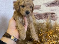 Toy poodle yavrularımız