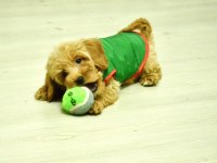 Oyuncu Maltipoo Bebeğimiz