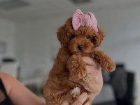 Kore Poodle Yavrular