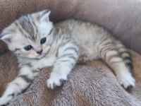 British Shorthair 2 Aylık Dişi Sağlıklı