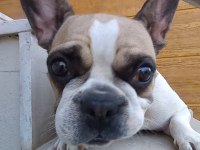 Fransız Bulldog Kızım