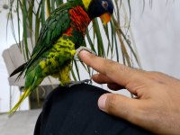 1 Yaş Genç Fırlama Gökkuşağı Lori