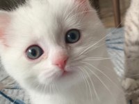 British longhair dişi ve british shorthair dişi