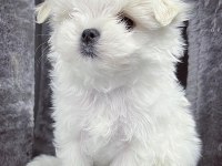 1.250 gram Morkie