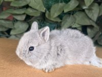HOLLANDA LOP VE CÜCE TAVŞAN YAVRULARI