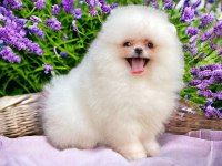 Pomeranian boo teacup
