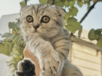 SCOTTISH FOLD TABBY DİŞİ