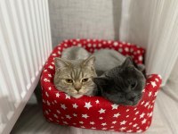 KEDİLERİMİ ÜCRETSİZ SAHİPLENDİRİYORUM