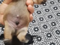 Minyatür pinscher