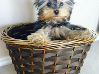 Evinizin maskotu olacak mükemmel dost köpeğimiz