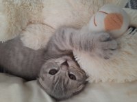 Bursa yavru british shorthair