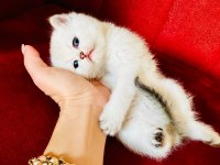 British shorthair scottish