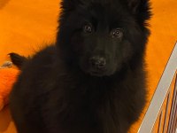 Solid Black Alman Çoban Köpeği Yavruları