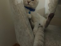 Scottish fold blue point