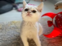 Kırıkkale içi british shorthair kedilerim