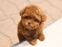 Cana Yakın Kore Toy Poodle Bebeklerımız