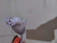 Safkan british shorthair ny 11