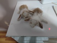 Hollanda Teddy Lop Tavşan
