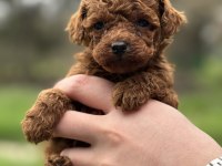 KORE TEACUP POODLE YAVRULARIMIZ YENİ YUVASINA HAZIR
