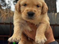 A kalitede birbirinden güzel golden retriever yavrularımız