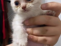 Yeşil gözlü pembe patili erkek scottish fold yavrumuz