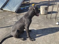 Cane corso blue 4.5 aylık renkli göz erkek