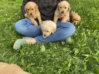 Kür burun bebekler golden retriever
