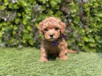 Baby Yavrular Toy Poodle